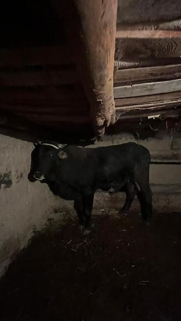 ангус бычок: Продаю | Бык (самец) | На откорм | Привязанные — 4