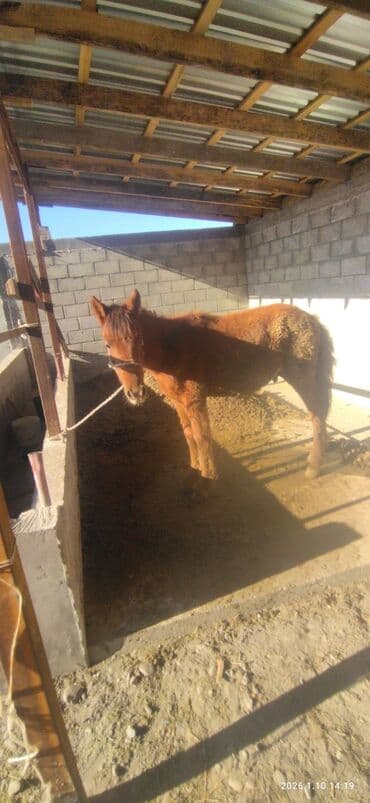 тай ат: Эркек тай сатылат.жемде турат 1ай болду — 6