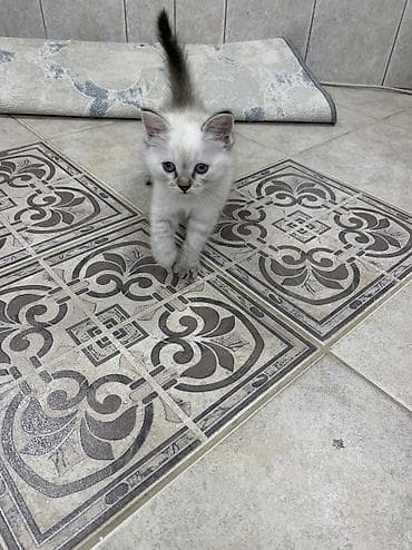 вислоухие кошки цена: Скотиш Страйт (Шотландская прямоухая), 6 месяцев, Девочка, Приучена к лотку — 3