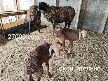 Продаю | Овца (самка) | Для разведения | Матка