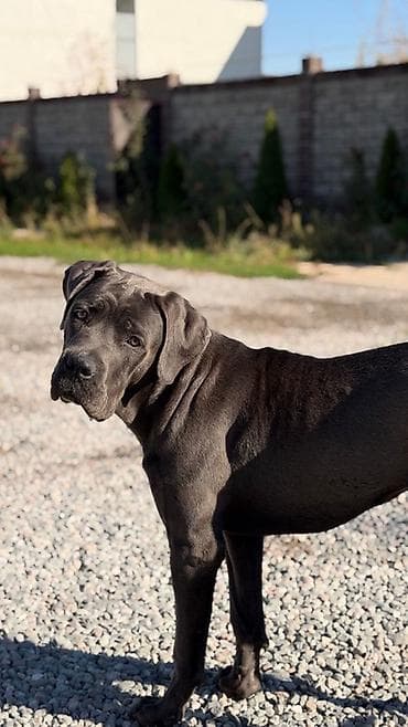 бультерьер купить: Кане-корсо, 1 год, Самка, С прививкой — 1