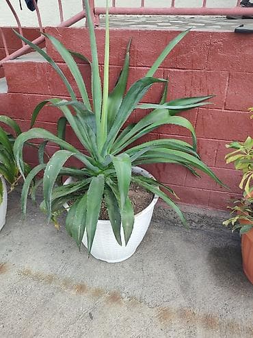 продаю раков: Комнатные и уличные декоративные растения в горшках - Агавы в крупных — 3