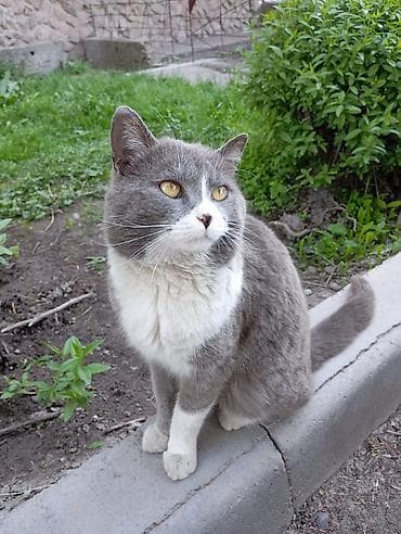 сиямские кошки: Мальчик — 7