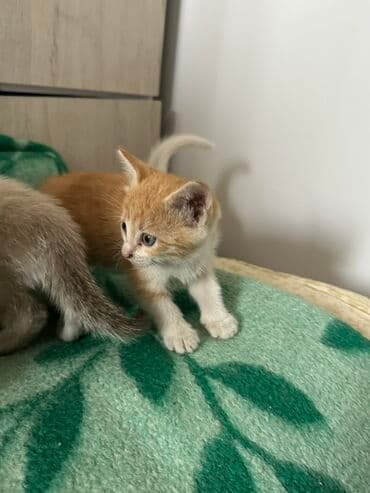 домашние кошки: Отдадим котят в хорошие руки🥺 - Окрас: два рыжих с белыми носочками и — 3