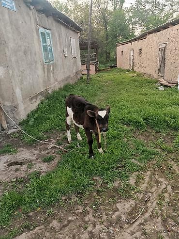 Животные: Продаю | Бык (самец) | Голштин | На откорм — 1