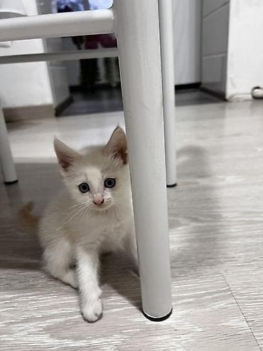 девон рекс котята: Котята, помёт домашней кошки, разные окрасы: - Белый с серым хвостиком — 5