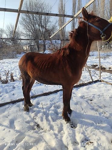 Аквариумдар: Сатам | Байтал | Аргын | Жумушка — 3