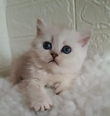 Вязка кошек: Скотиш Страйт (Шотландская прямоухая), 2 месяца, Девочка, Серебристая шиншилла, Приучена к лотку, Проглистована — 1