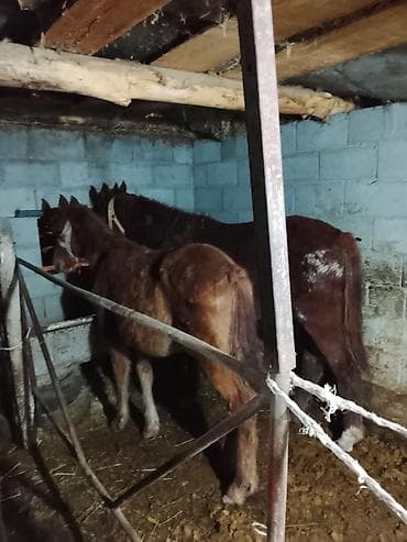 Услуги ветеринара: Продаю | Жеребенок | Для разведения — 1