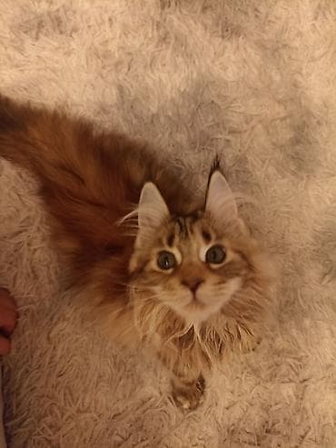 Кошки: Породистые котята мейн-кун - Крупный формат, мощный костяк, длинные — 4
