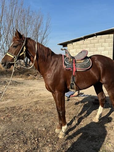 сколько стоит немецкая овчарка в бишкеке: Продаю | Жеребец | Конный спорт — 1