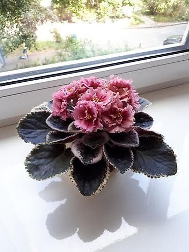 купить сортовые глоксинии: 🌱🌺🌱 Продаю сортовые ДЕТКИ стандартных, трейлерныхмини и полумини — 10