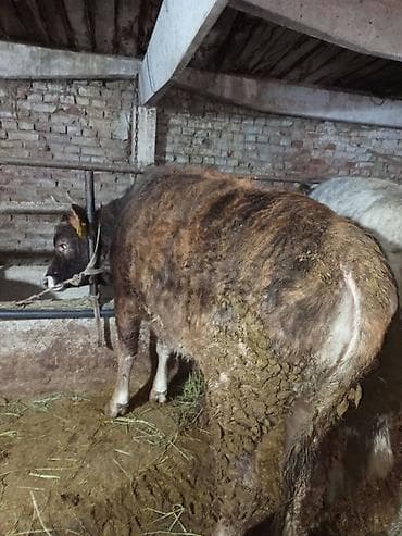 соня куры: Продаю | Тёлка | Для разведения | Нетель — 4