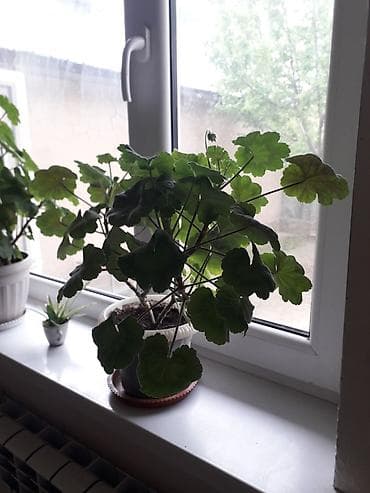 лампы для выращивания растений: Комнатное растение — пеларгония (герань) в горшке. Описание: - — 1