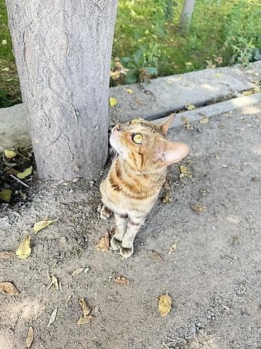 котята джалал абад: Кошка с ярким «диким» окрасом табби (розетки/пятна по корпусу, полосы — 1