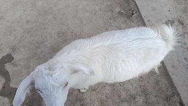 улака: Сатам | Улак — 3