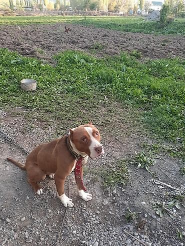 декоративная рыба: Американский питбультерьер (кобель) рыже-белого окраса. - Статный — 3