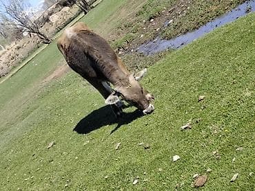 бекер иттер: Сатам | Кунаажын | Аргын | Бордоп семиртүү үчүн | Асыл тукумдуу — 1