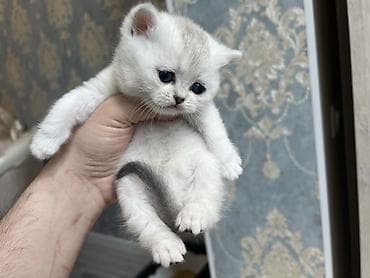 серебристая шиншилла: Британские короткошерстные котята, окрас шиншилла/силвер-шейдед — 4