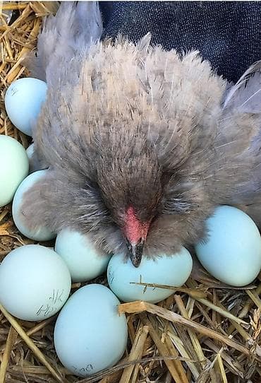 павлины цена: Продаю инкубационные яйца Амераукана. Подберу семью 6 месяцевначали — 1