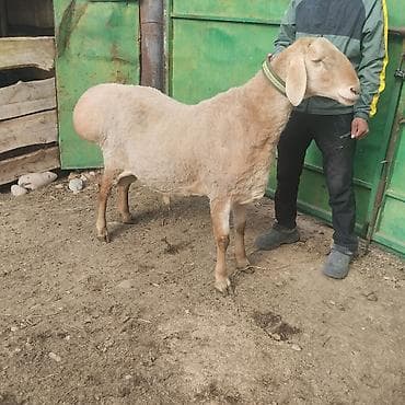 кекилик бишкек: Сатам | Кочкор (эркек) — 2