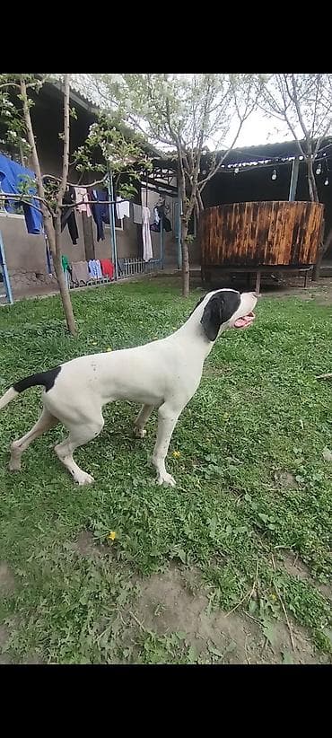 белгийский овчарка: Пойнтер, 4 месяца, Самец, С прививкой — 4