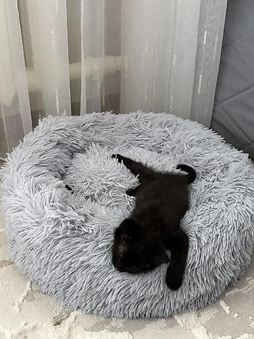 хочу котёнка: 🐾 Ищем любящих хозяев для котёнка 🐾 Мальчик, 2 месяца. Очень — 2