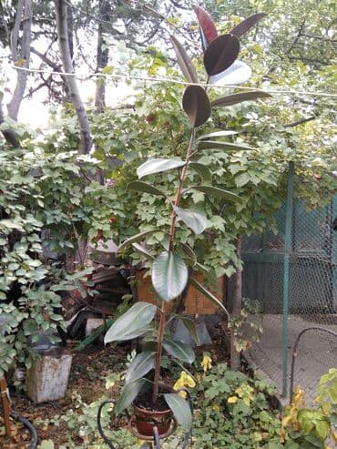 Фикус at lalafo.kg Фикус