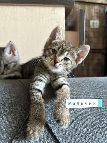 отдам котенка в добрые руки: Эркек — 7