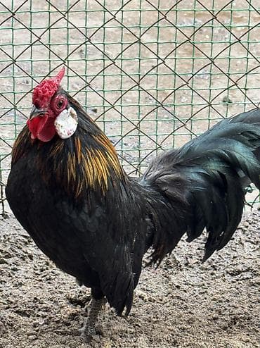 страус цена бишкек: Продаю петухов карлики — 2