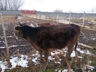 продам коров: Продаю | Корова (самка), Тёлка, Музоо, торпок | Для молока — 5