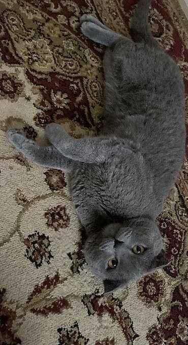 Вязка кошек: Британская короткошёрстная кошка, окрас «голубой». Особенности: - — 2