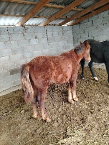 Лошади, кони: Продаю | Жеребенок | На забой, Для разведения, Для молока — 1
