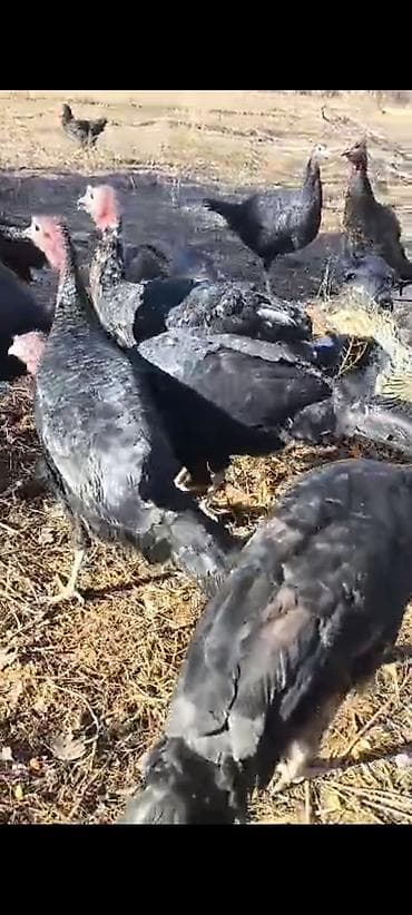 чистокровный тай: Продаю | Индюшка (самка) | Черный принц | Для разведения | Племенные — 2