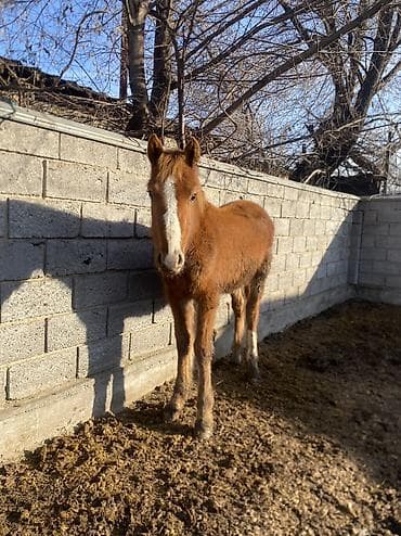 сколько стоит жеребёнок лошади: Продаю | Жеребенок | Полукровка | Рабочий — 10
