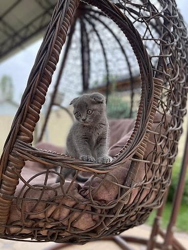 кошки сфинкс цена: Шотландский вислоухий котёнок - Тип шерсти: короткая, густая — 1