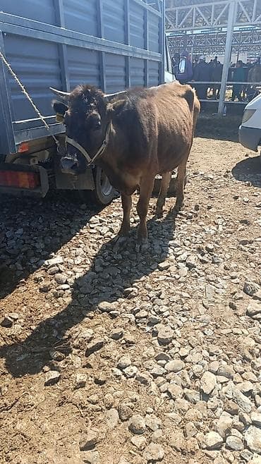 дойные коза: Продаю | Корова (самка) | Для разведения | После отела — 2