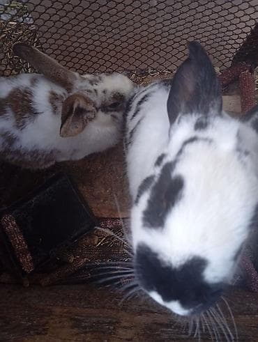 кой сатам: Сатам | Коендун бөжөктөрү | Калифорния | Көбөйтүү үчүн — 7