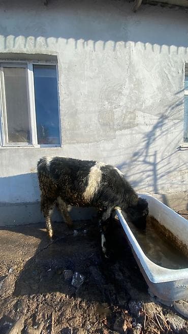 Продаю | Музоо, торпок | На откорм