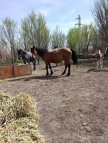 как купить собаку: Продаю | Кобыла (самка) | Для разведения | Племенные — 7