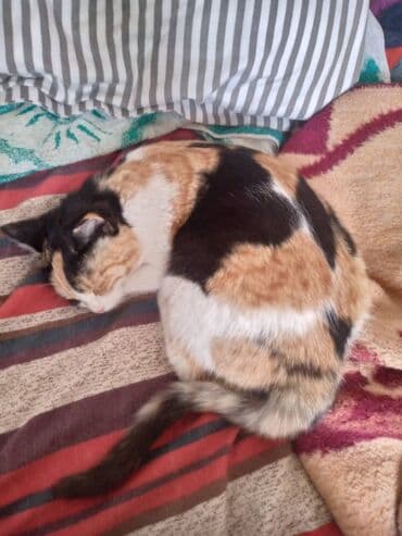 собака бульдок: Кошка — 1