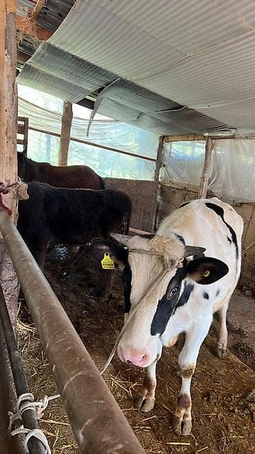 купить британскую кошку: Продаю | Жеребец | Для разведения — 6