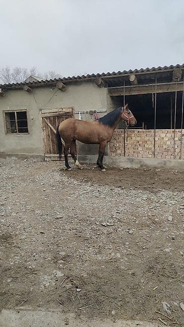 кошки маленькие: Продаю | Конь (самец) | Рабочий — 2