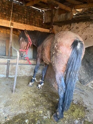 корм форели: Продаю | Жеребенок, Жеребец, Кобыла (самка) | Полукровка | Для разведения, На забой, Рабочий — 18