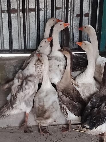 Кошки: Гуси, молодняк смешанных пород (серая/белая масть) - Птица крупная — 2