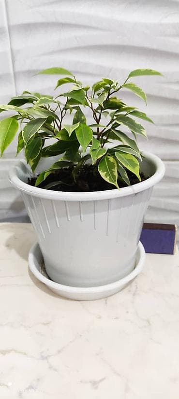 дом цветы: Цветы - украшение и уют в доме или на работе. Продаю сингониум и — 5