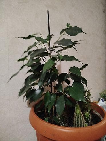 фикус каучуковый: Комнатное растение в горшке: композиция из фикуса Бенджамина и — 1