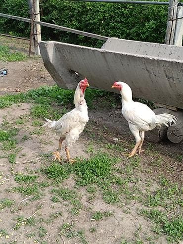 шамо: Продаю | Куры | Бойцовая, Дакан | Для разведения, Для боев — 7