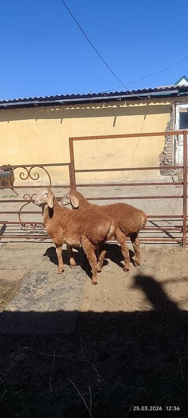 ящик бишкек: Сатам | Козу | Арашан | Көбөйтүү үчүн | Асыл тукумдуу — 8