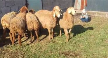 арашан матки: Сатам | Ургаачы кой (ургаачы), Козу | Арашан — 8